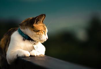 Katt GPS banner